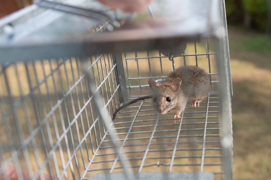 Read more about the article Controlling Pests In Your Rv